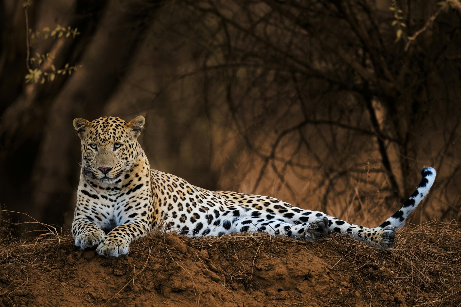 Ranthambore image